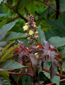 Castor Oil Plant (Ricinus communis) 