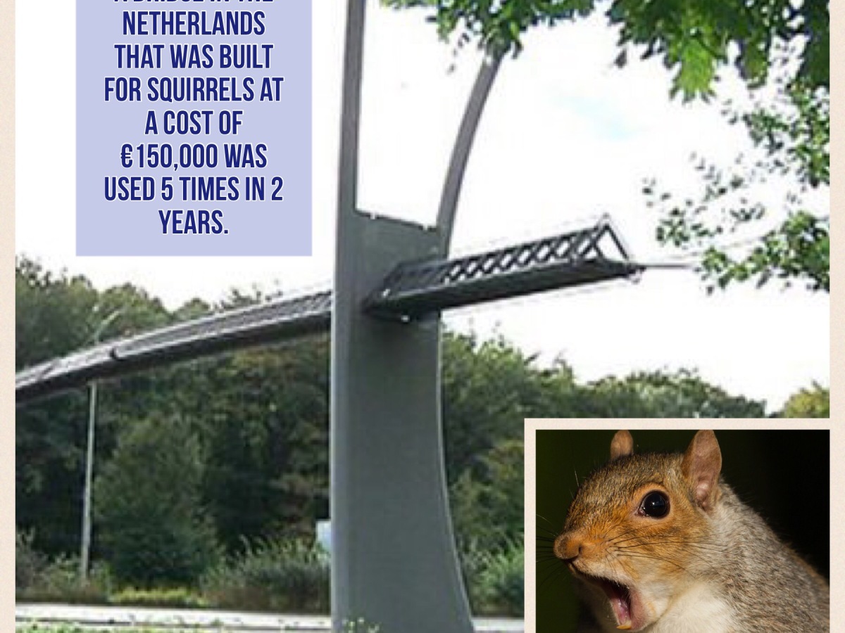 Squirrels Fail to Go All Nutty Over Bridge