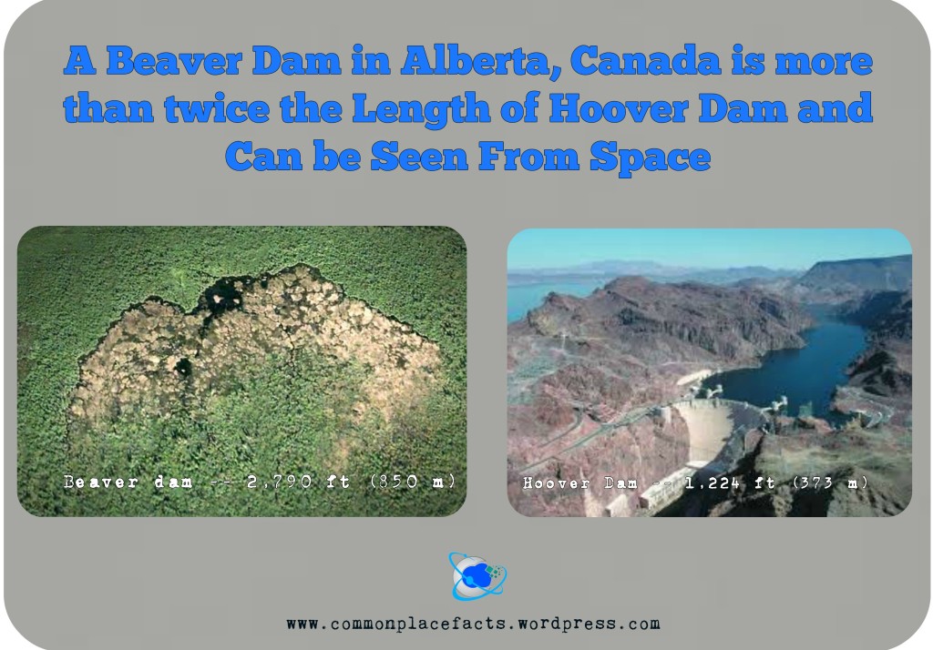 World's largest beaver dam twice size of Hoover dam