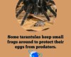 #funfacts #spiders #pets #frogs #tarantulas