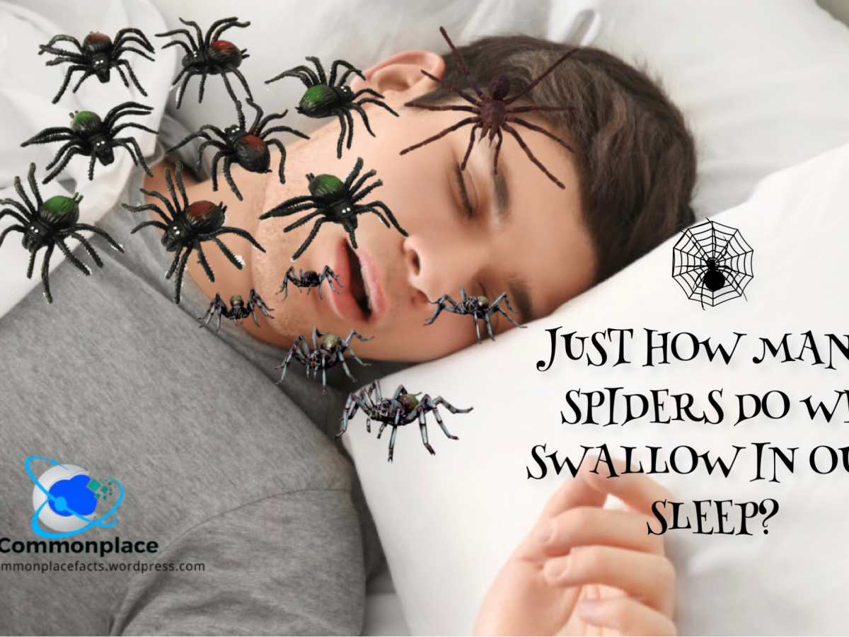 Just How Many Spiders Do We Swallow In Our Sleep?
