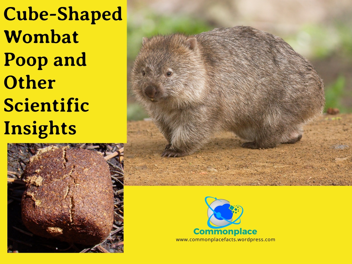 Cube-Shaped Wombat Poop and Other Scientific Breakthroughs