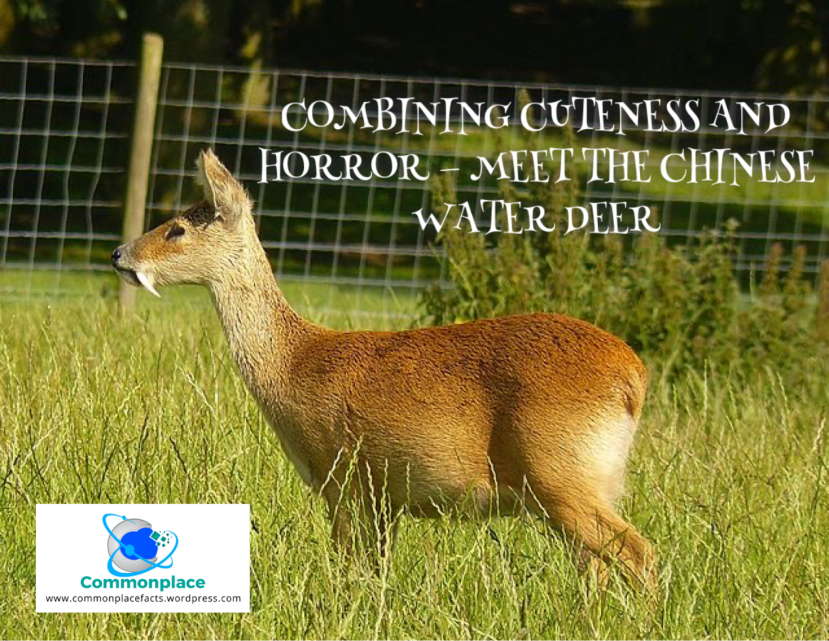 #waterDeer #Vampires #deer #China #animals