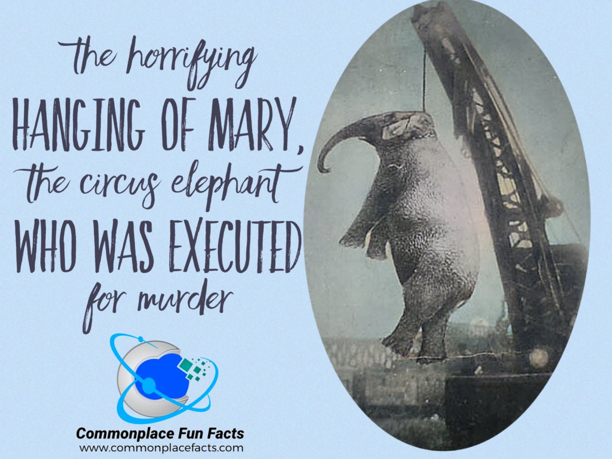 The Horrifying Hanging of Mary, the Circus Elephant Who Was Executed for Murder