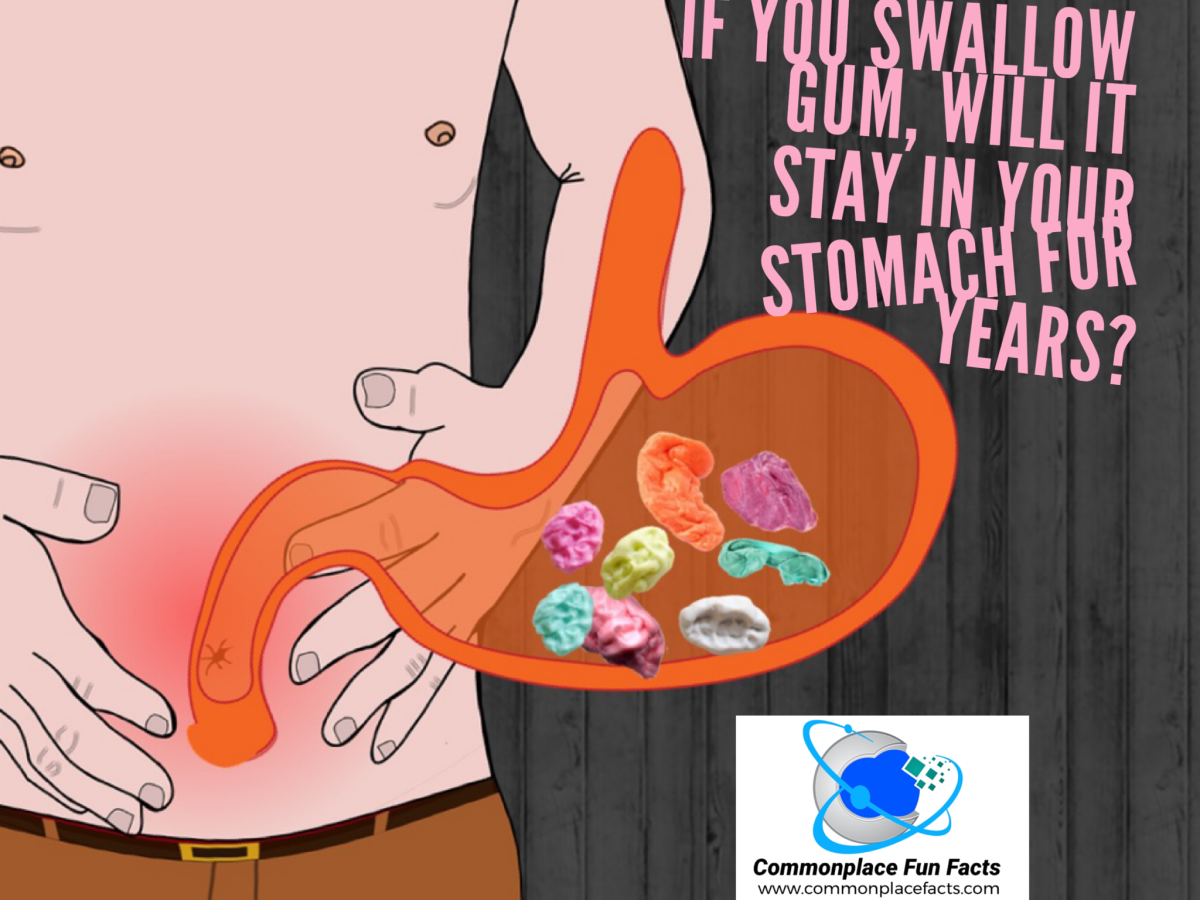 If You Swallow Gum Will It Stay In Your Stomach For Years?